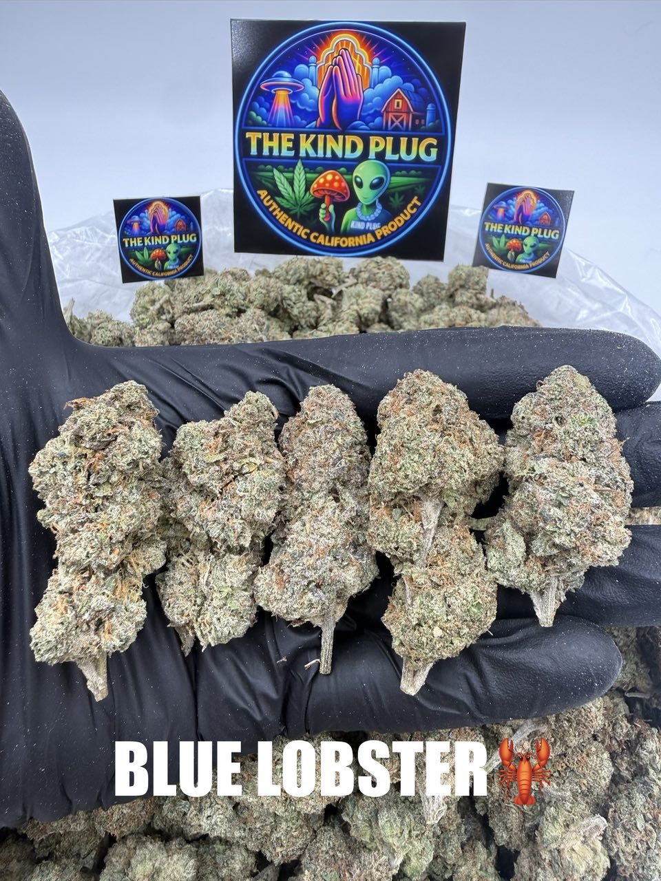 BLUE LOBSTER Slide 1
